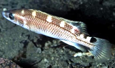 Acantholabrus palloni_nuevo_02